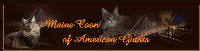 Maine Coon        of American Giants