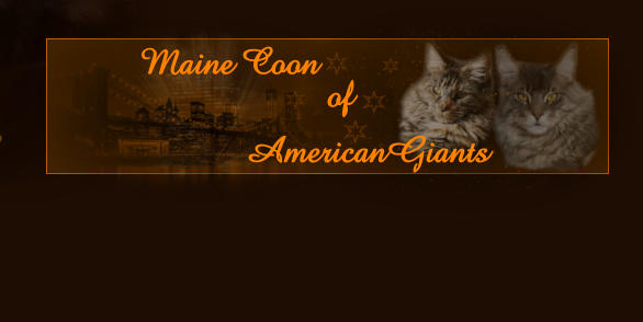 Maine Coon   AmericanGiants of