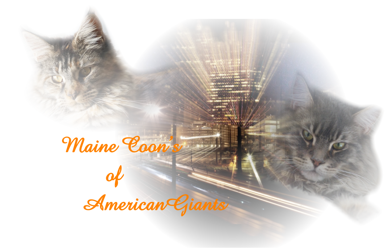 Maine Coons          of     AmericanGiants